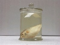 藏品(眼眶魚)的圖片